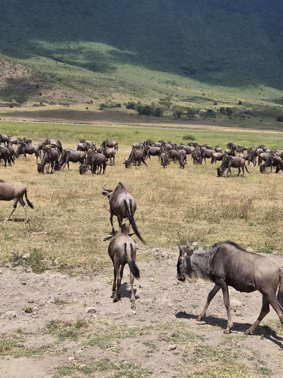 Serengeti & Ngorongoro Crater gallery view 6