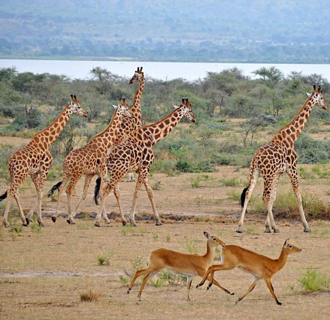 Serengeti & Ngorongoro Crater