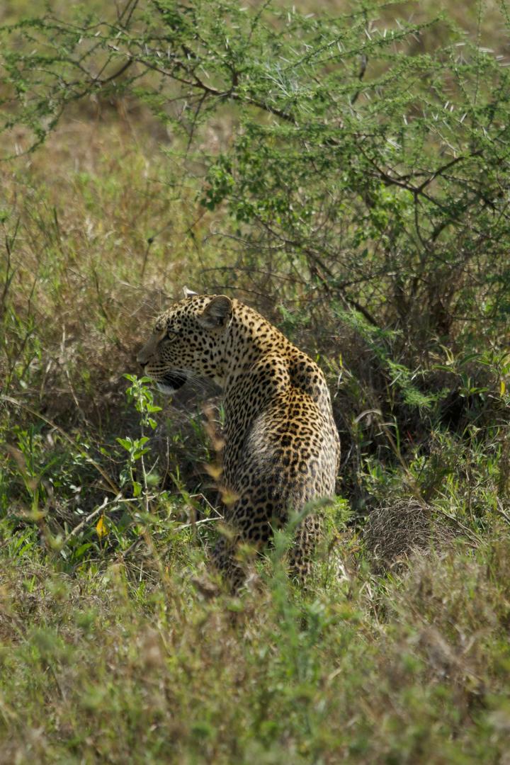 Serengeti & Ngorongoro Crater gallery view 3