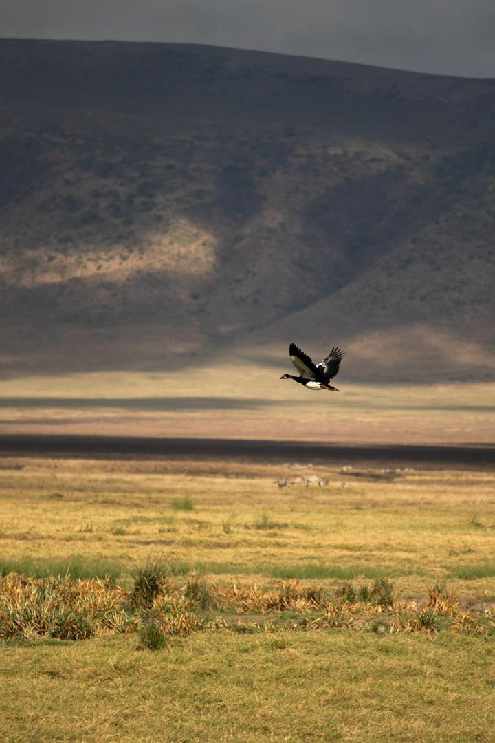 Serengeti & Ngorongoro Crater gallery view 5