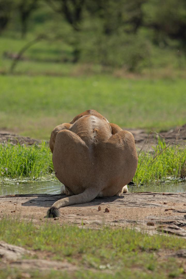 Serengeti & Ngorongoro Crater gallery view 2