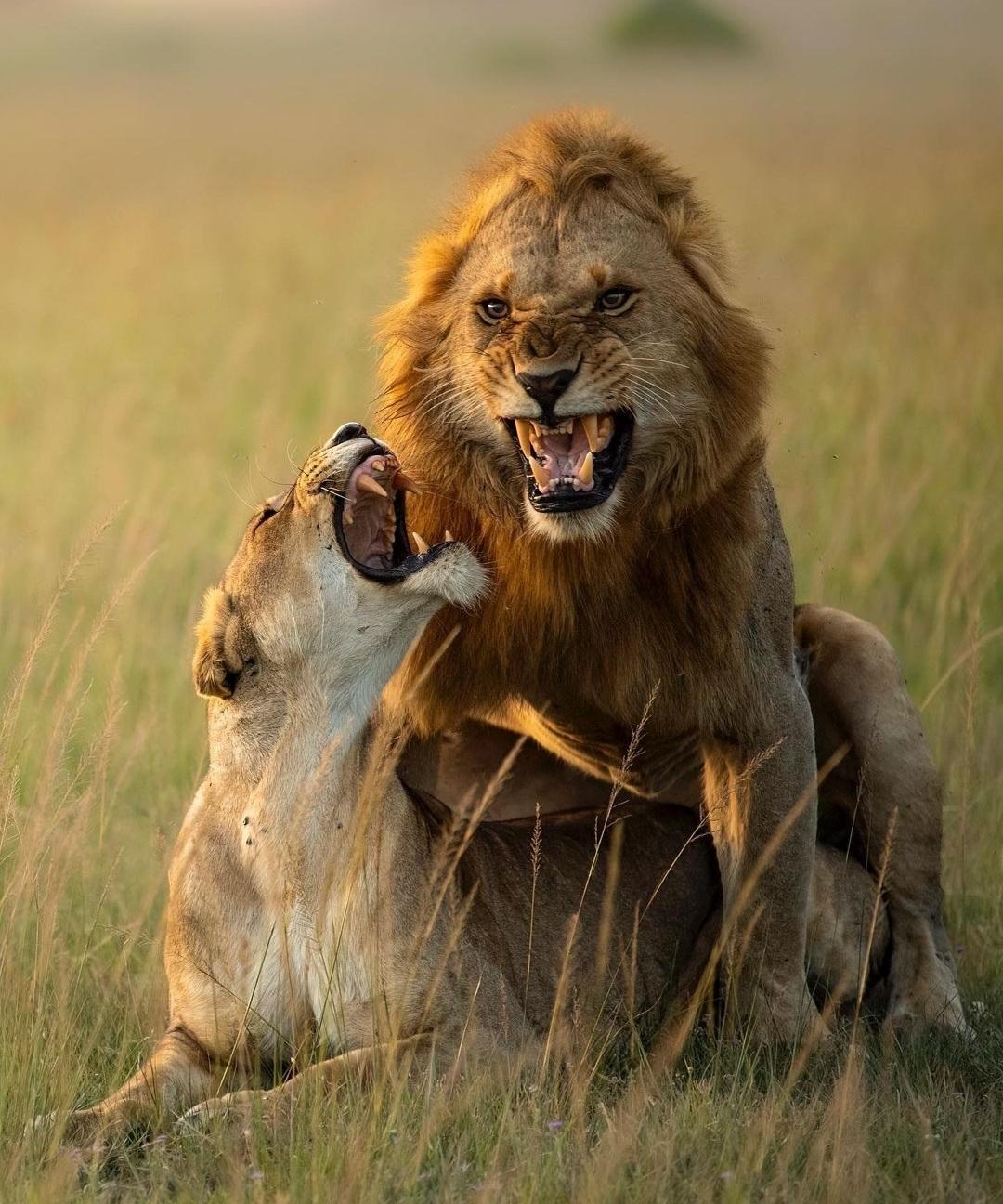 Serengeti & Ngorongoro Crater gallery view 7
